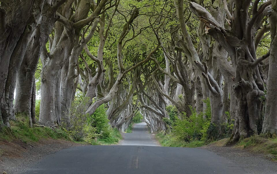 Dark Hedges, County Antrim, Northern Ireland